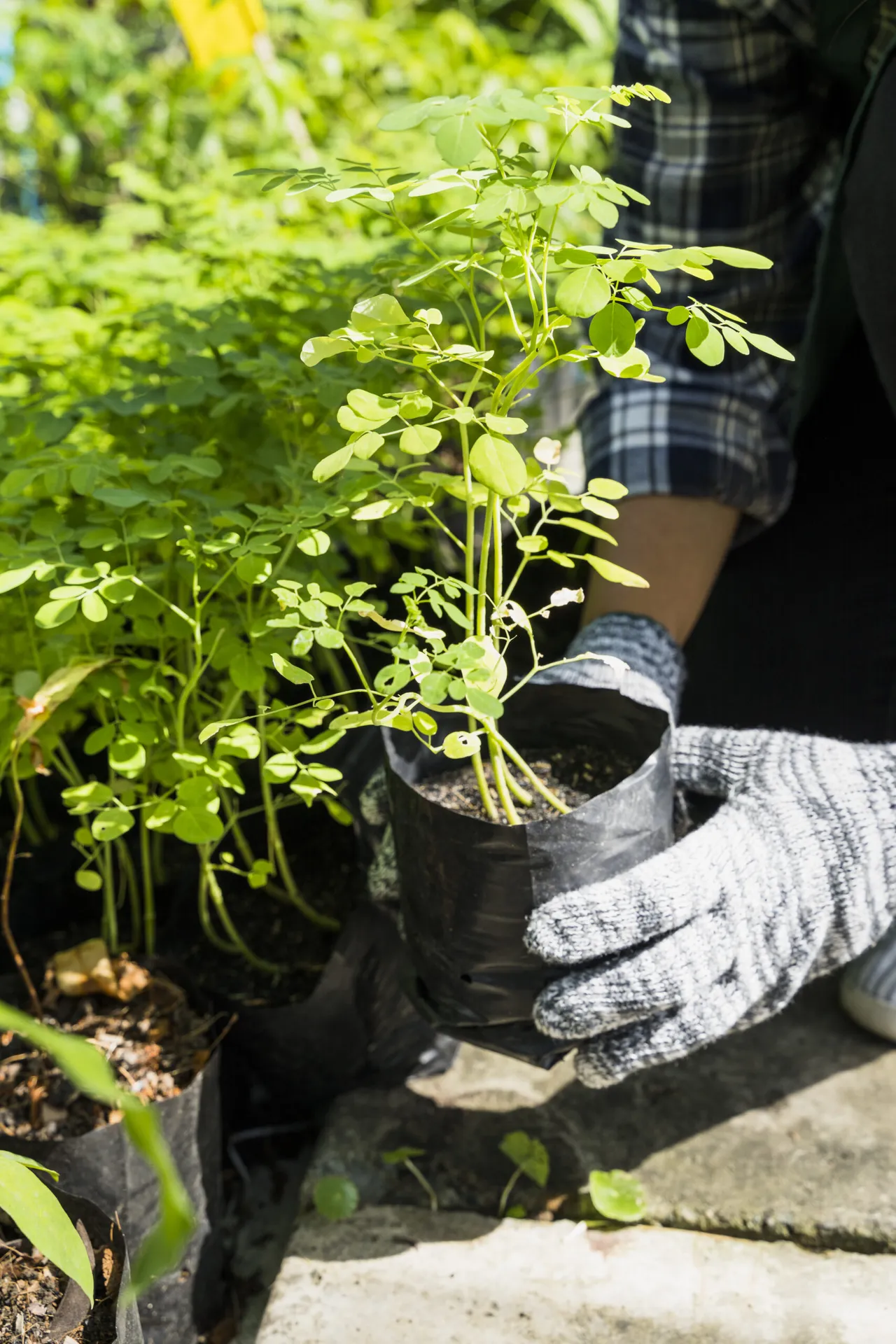 Obsługa techniczna obiektów w Trójmieście – pielęgnacja terenów zielonych